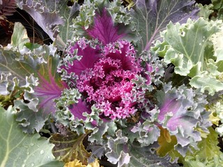 purple cabbage flower plant 