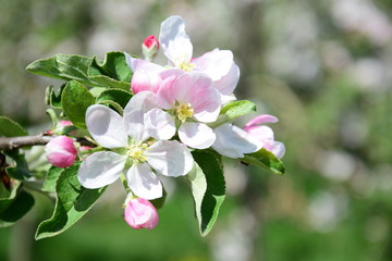 Apfelbaumblüten - Apfelbaum - Blütezeit in Lana in Südtirol
