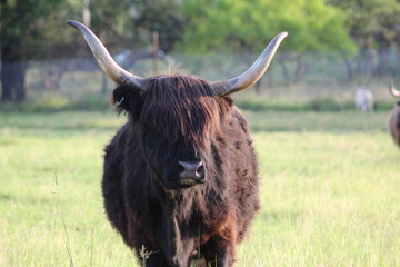 Black Scottish Highland Cow
