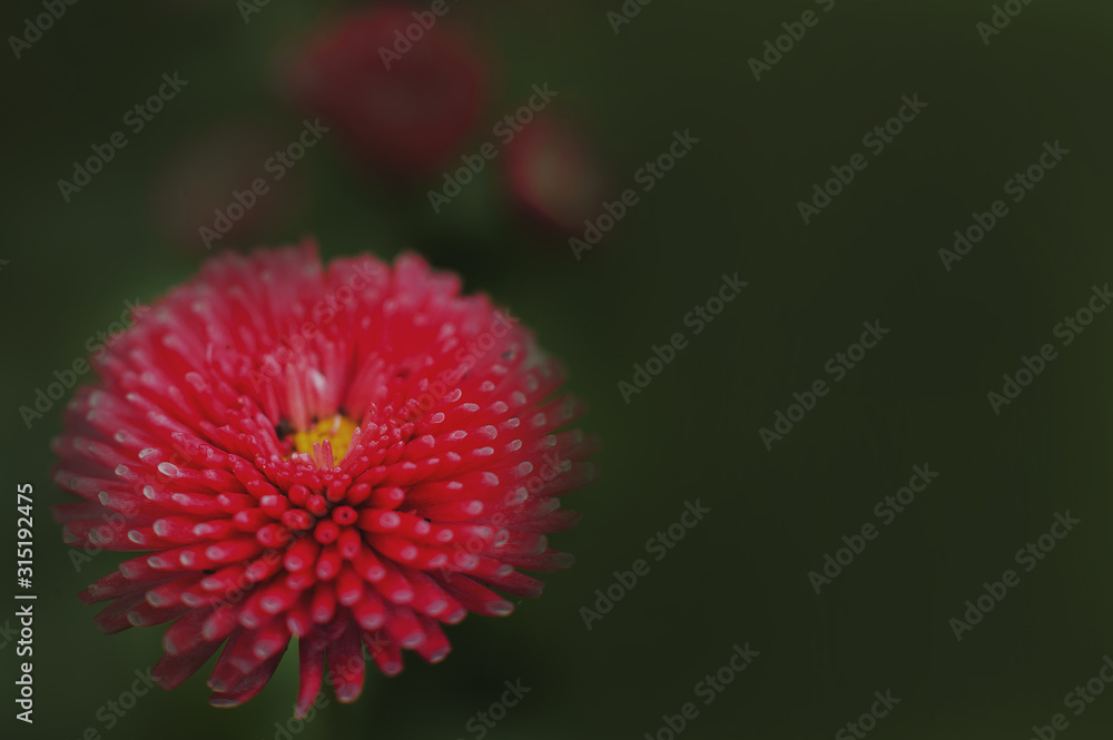 Wall mural spring card of blooming daisy concept. daisies in the dark and copy space. mody floral daisies