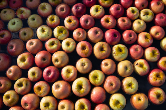 Apples in tub of water 2
