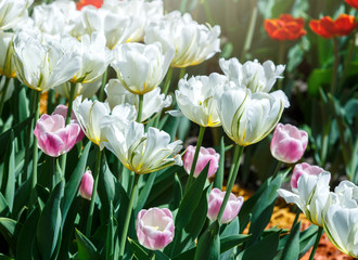 Field of white tulips with selective focus. Spring, floral background. Garden with flowers. Natural blooming.