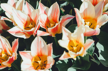 Fototapeta premium Field of pink tulips with selective focus. Spring, floral background. Garden with flowers. Natural blooming.