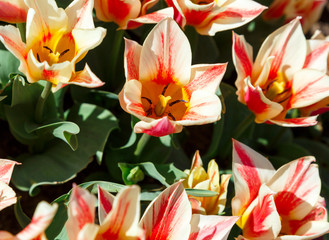 Field of pink tulips with selective focus. Spring, floral background. Garden with flowers. Natural blooming.
