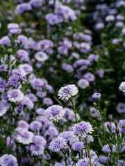 Pink,purple Margaret Flowers in garden. at Chiang Mai, Thailand