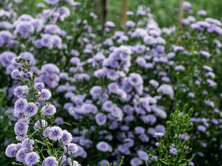 Pink,purple Margaret Flowers in garden. at Chiang Mai, Thailand