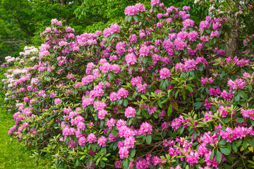 Wild Rhododendron growing along the Blue Ridge Parkway in VA USA