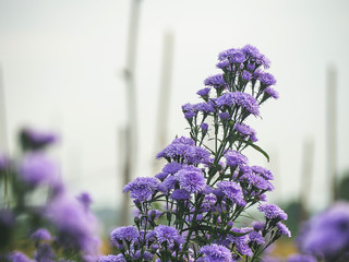 Pink,purple Margaret Flowers in garden. at Chiang Mai, Thailand .