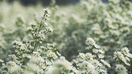 White Cutter Flower is blooming beautifully Is a flower decorated in a bouquet of flowers