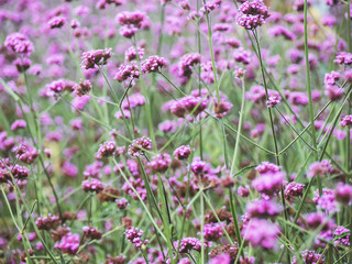 Verbena flower. Verbena pink and violet flower background