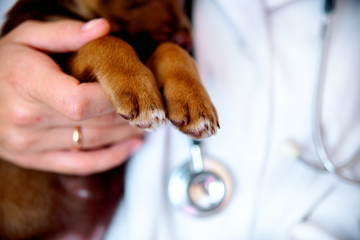 the vet examines a puppy in the hospital. the little dog got sick. puppy in the hands of a veteran doctor.