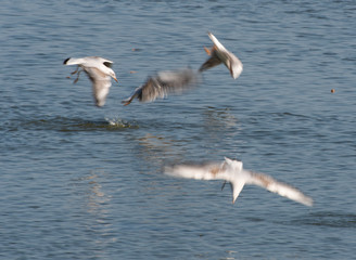 A flock of gulls hunting for fish in a pond