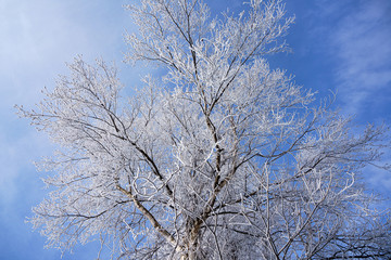 Fototapeta premium 霧氷と青空
