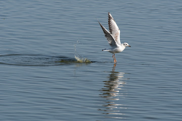 A black-headed gull taking off from a pond