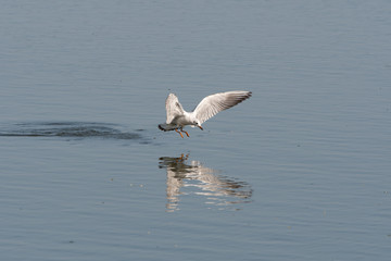 A black-headed gull floating over a pond