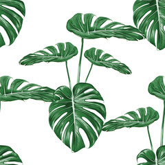 Fototapety  Jednolity wzór monstera zielony liść na na białym tle. Ilustracja wektorowa sucha ręka akwarela rysunek stlye.