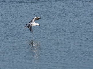 Fototapeta na wymiar A black-headed gull floating over a pond