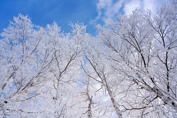 Fototapeta premium 霧氷と青空