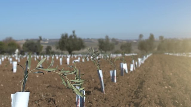 Organic super intensive olive grove. Pan shot of cultivation plantation of olive trees in parallel rows. Seedlings in an olive orchard. Little tree in the foreground. Shot in 6k. Slow motion.