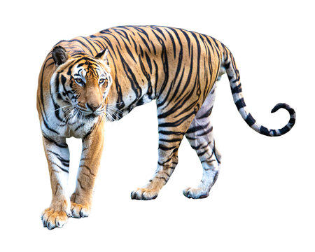 Tiger isolated on white background.Animal object