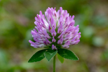 Close up of red clover (Trifolium pratense) against green background