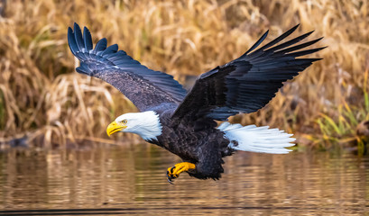 Bald Eagle