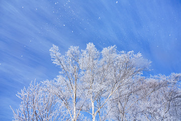 霧氷と青空