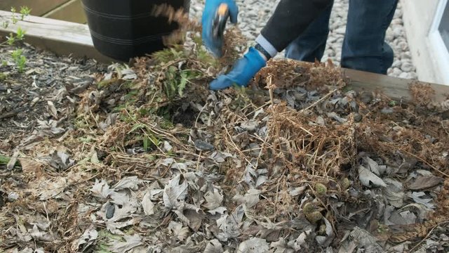Cleaning Garden in Spring with Pruner, Fern, Start, Side View, 4k