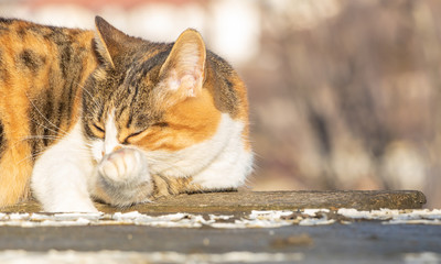 A beautiful cat himself cleaning his paws