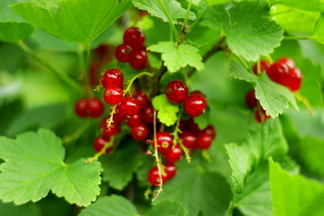macro photo of ripe red currant berries in the bush