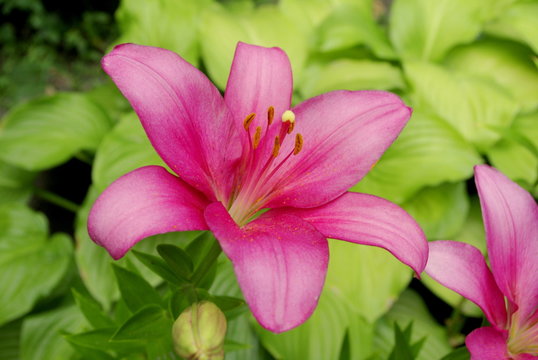  macro photo of pink lily flower