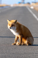 キタキツネ