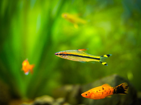 Denison barb (Sahyadria denisonii) in a tropical aquarium