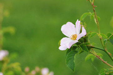 Wild rose or Dog rose flower in the field