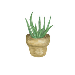 Green hand drawn watercolor aloe vera homeplant in a clay pot, botanical illustration, symbol of home