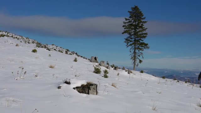 Man goes to a lone tree in winter landscape - (4K)