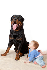 Huge dog breed rottweiler and a little boy together