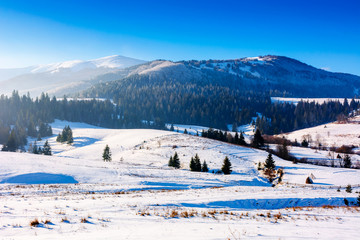 Fototapeta na wymiar mountainous countryside in wintertime. snow covered rural fields on rolling hills with spruce forest. sunny and frosty afternoon.