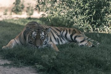 Fototapeta na wymiar Eye to Eye with Beautiful Tiger