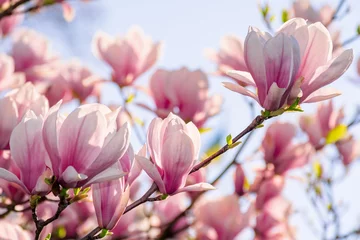 Foto op Plexiglas magnoliaboom bloeien in de lente. tedere roze bloemen badend in het zonlicht. warm aprilweer © Pellinni