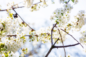 white blossom of apple tree. tiny flowering in the twigs in sunlight. spring season in the garden. bright ornamental background.