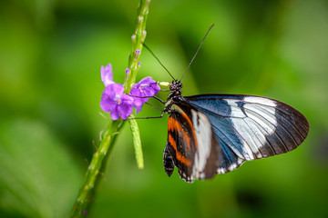 Obraz premium Heliconius cydno or the cydno longwing butterfly