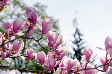 pink blossom of magnolia tree. big flowering on the twigs in sunlight. spring season in the garden. bright ornamental background