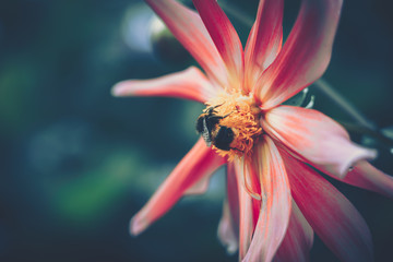 honey bee pollinated of pink flower; vintage style