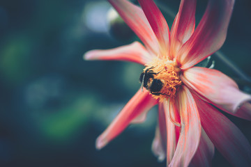 honey bee pollinated of pink flower; vintage style