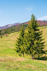 mountainous countryside in springtime. spruce trees on the grassy hills. spots of snow on the distant mountain top. sunny weather with blue cloudless sky. carpathian rural landscape