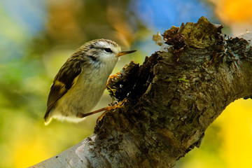 Acanthisitta chloris - Rifleman - titipounamu - endemic bird from New Zealand, small insectivorous passerine bird that is endemic to New Zealand, belongs to the family Acanthisittidae