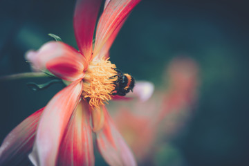 honey bee pollinated of pink flower; vintage style