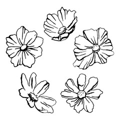 Hand drawn set of Cosmo flowers. Black and white illustration