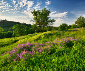 morning valley. picturesque spring dawn